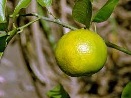 We did not find results for: Growing Sweet Lime Trees How To Take Care Of A Sweet Lime Tree