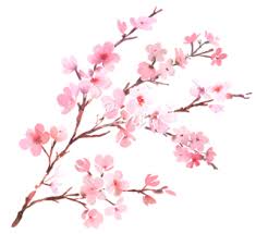 Isolation is on a transparent layer in png format. Cherry Blossom Png Images Freeiconspng