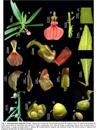 Image result for Afrohybanthus enneaspermus