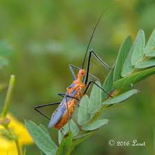 Milkweed Assassin Bug Zelus Longipes Insects Bugs Cucumber Beetles
