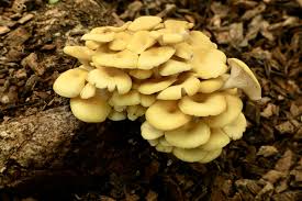 Image result for Pleurostylia capensis