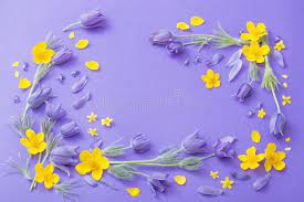 Flowers are precious beauty of nature, which gives expression to our emotions. Purple And Yellow Spring Flowers On Violet Background Stock Photo Image Of Magenta Blooming 170005144