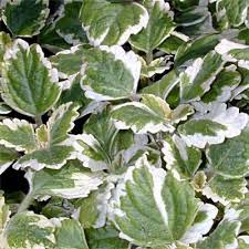Image result for Plectranthus mandalensis
