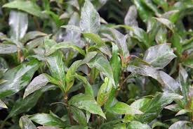 Image result for Hygrophila pilosa