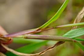 Image result for Paspalum conjugatum