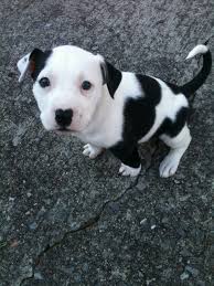 Pin On Awwwww 3