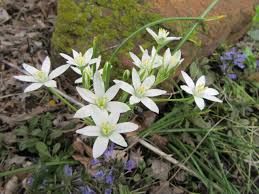 Image result for Ornithogalum flexuosum