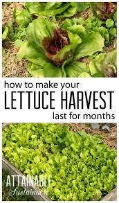 Continuous Harvest Lettuce This Is A Great Method For Harvesting Lettuce For Anyone Who Puts Work In Garden Prepping Growing Vegetables Organic Gardening Tips