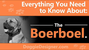 If You Want To Get A Boerboel Learn Everything You Need To