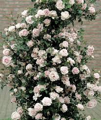 Pflegetipps für traumhaften garten rosen schneiden tipps tricks und anleitung obi ramblerrosen anleitungen einmal rausstellen: Kletterrose New Dawn Im Container 5 Ltr Pflanzen Rosen
