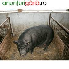 We did not find results for: Vindem Purcei Si Porci Vietnamezi Pasari De Tara Agricultura Animale Din Bucuresti