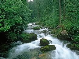 Forest service is continually surveying all united states forests. Forest Wallpapers Free Download 1600x1200 Download Hd Wallpaper Wallpapertip