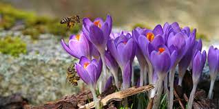 Attracting bees and pollinators to your garden is as simple as planting the right flowers, shrubs, and trees. 5 Steps To Creating A Bee Friendly Garden In Alberta Techlifetoday