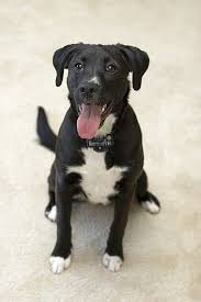 Black And White Border Collie Boxer Mix Pin Van Haley Girl Op Haley Girl