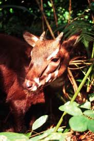 24 Amazing Animals That Are Almost Extinct Rare Animals Animals Saola