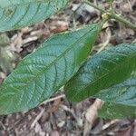 Image result for Pauridiantha paucinervis