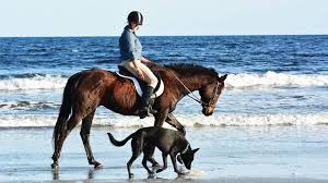In a lot of ways, a pet like a cat or a dog is very much like a child because responsible owners care for their pets and make su. Raise Pet Animals At Home And Get Rid Of Depression