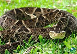 Costa Rica Snake The Fer De Lance