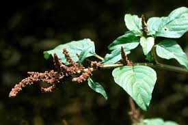 Image result for Amaranthus viridis