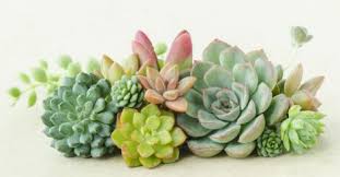 Estos órganos de reserva tienen una alta proporción de tejido parenquimático. áˆ Cuida Tus Plantas Suculentas Con Estos 5 Tips Blog De Jardineria