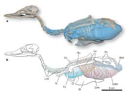 In order to fly, birds have undergone a series of anatomical specializations that distinguishes them from other vertebrates. Pulmonary Air Sac System In A Bird A Latex Injection Blue Of The Download Scientific Diagram