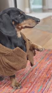 The time I used The Force to remove Daphne from my  bed..😁#maythe4thbewithyou #maythe4th #starwarsday