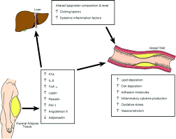 Adipose Tissue And Atherosclerosis Arteriosclerosis