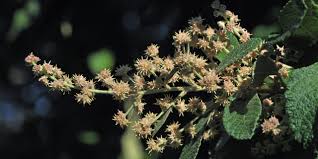 Image result for Tarchonanthus camphoratus
