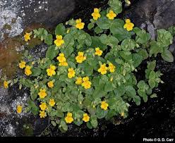 Image result for Aeollanthus myrianthus