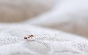 Bed bug control is most effective when an ipm approach is implemented with diligent participation by the residents. Blog Three Things Everyone In Powell Should Know About Bed Bugs