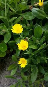 Image result for Grona setigera