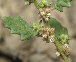 Image result for Dysphania pumilio