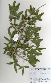 Image result for Searsia gueinzii