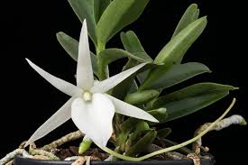 Image result for Angraecum