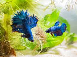 Smaller species of rosy barbs or bottom. Do Male And Female Bettas Fight Ultimatebettas