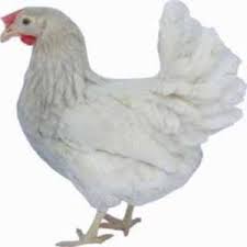Favorite this post jul 16 2 young roosters chickens. Whiteleg Horn O Reilly Poultry