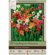 Image result for Sparaxis