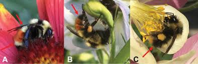 Image result for Bombus lapponicus
