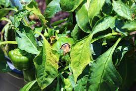 Maybe you would like to learn more about one of these? Bell Pepper Plant Problems Tips For Identification Control