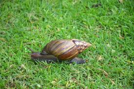 There are long term relationships that influence choices and decisions, perspectives on the world or certain situations, parents, siblings, aunts, uncles, grandparents, friends etc. Ingredient Spotlight Snails