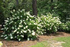Oakleaf Hydrangea A Vintage Southern Garden Charmer Oakleaf Hydrangea Landscape Hydrangea Landscaping Southern Garden
