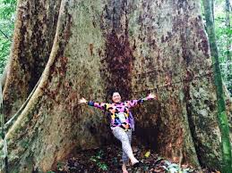 Visit pahang hogoh 2017 pi1m gugusan bera. Jom Tengok Pokok Terbesar Di Malaysia Dekat Tasik Kenyir Je Rileklah Com
