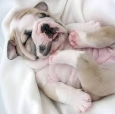 English bulldog puppies ready now. English Bulldog Puppies For Sale In Savannah Ga Bmo Show