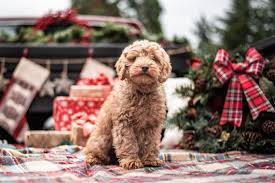 Labradoodle puppies $0 pic hide this posting restore restore this posting. Labradoodle For Sale Craigslist Off 78 Www Usushimd Com