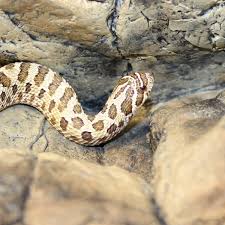 Learn how to care for these popular pet snakes. Western Hognose Snake Evolution Reptiles