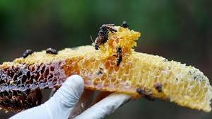 Apakah khasiat madu lebah untuk lelaki? Manfaat Madu Untuk Kesehatan Yang Jarang Diketahui Ini 5 Fakta Khasiat Madu Tribun Jambi