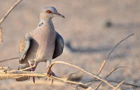 Pin By On Turtle Dove القـــمــــري Animals Bird
