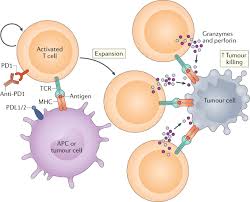 There is no other way to describe it. A Guide To Cancer Immunotherapy From T Cell Basic Science To Clinical Practice Nature Reviews Immunology