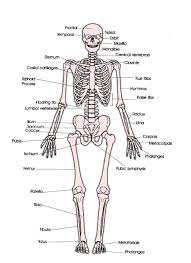 Skeleton Skeletal System Skeletal System Worksheet Skeletal System Anatomy
