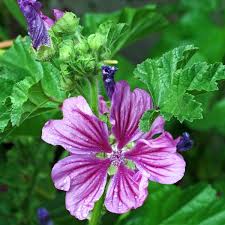 Image result for Malva neglecta